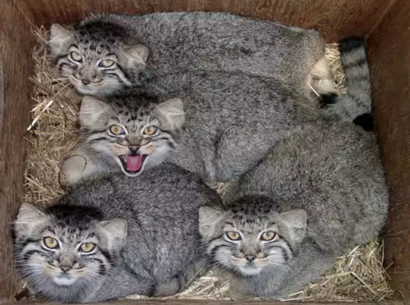Illustration for article titled Notes from a Pallas Cat...